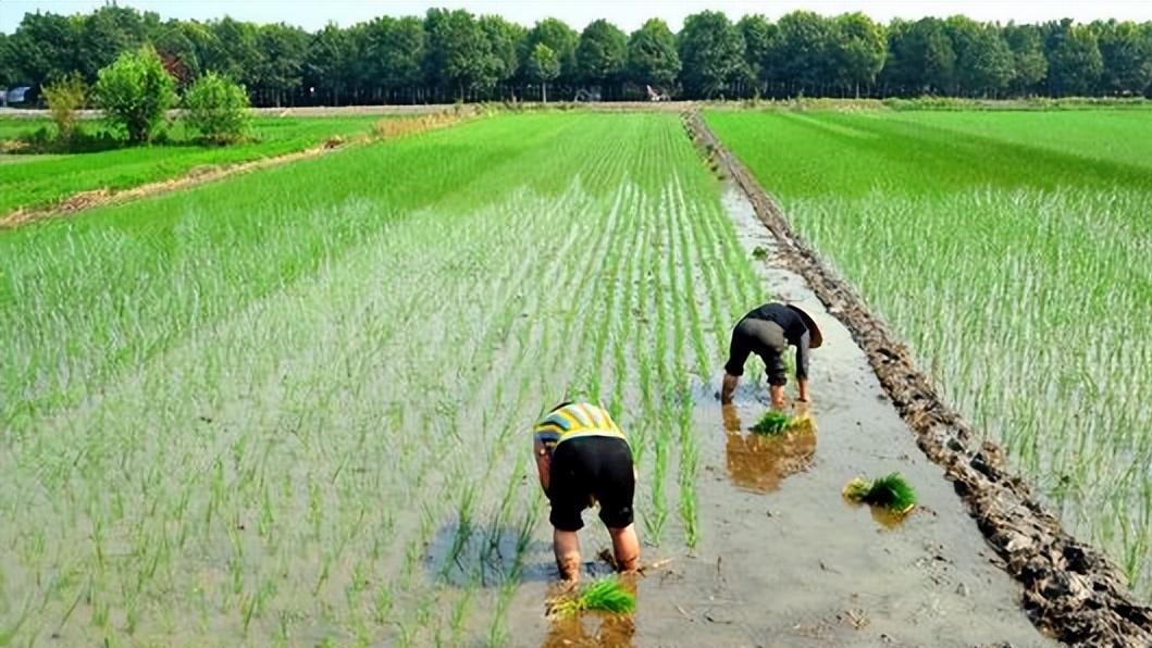 神十四首次实现在太空种水稻，而美国只会种生菜，到底谁更先进？