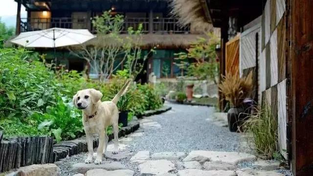 有一个院子的生活是什么样子的？是一种情调