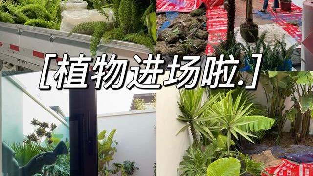 50㎡小院，亲手打造热带风花园，宅在家也像在度假