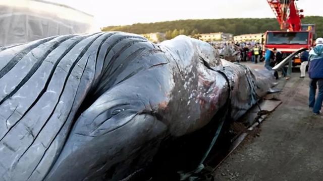 蓝鲸一口究竟能吞下多少吨水？为什么？