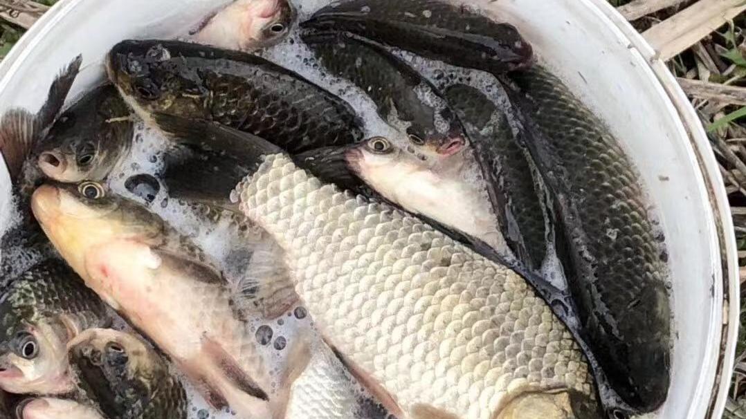 饵料|先别着急用红虫！秋天的鲫鱼只爱它！钓鱼初学者用了都能钓获板鲫