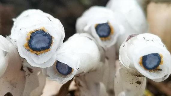 云南发现近危级珍稀植物水晶兰，不需要光合作用，靠真菌吸收养分