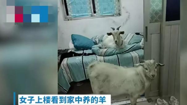 上海一女子下班回家，发现自己家门敞开着，被窝里竟躺着一只羊