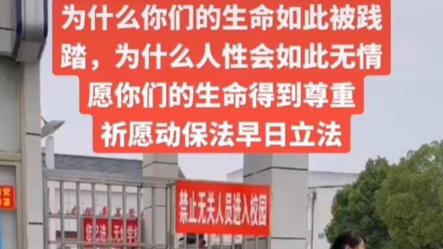 安徽芜湖：学校保安打死喂奶母狗遭指责，学校：狗经常追着师生咬