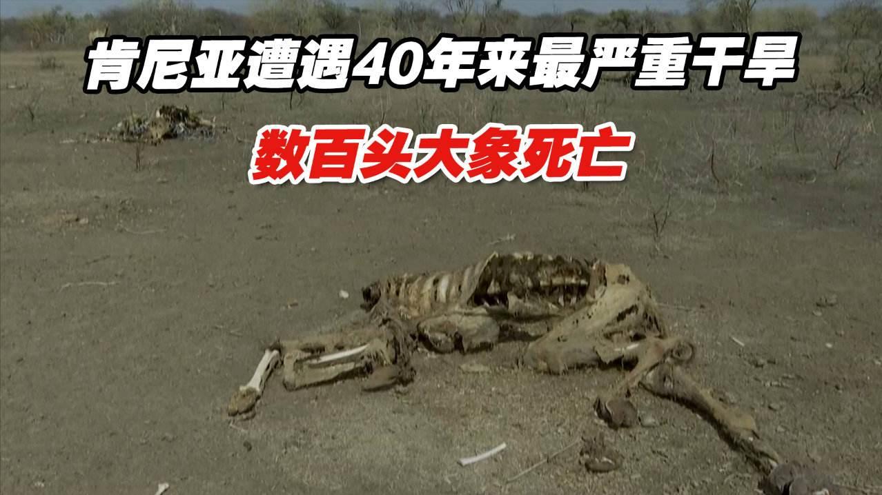 205头大象死亡！肯尼亚遇40年最重干旱，分析：地球生物面临考验