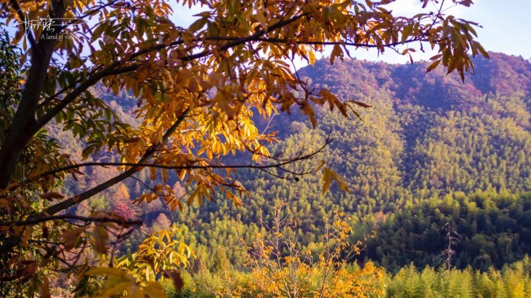 呱呱旅行社|浙江的最美秋色就在安吉九亩村，海拔800多米，紧挨着森林公园