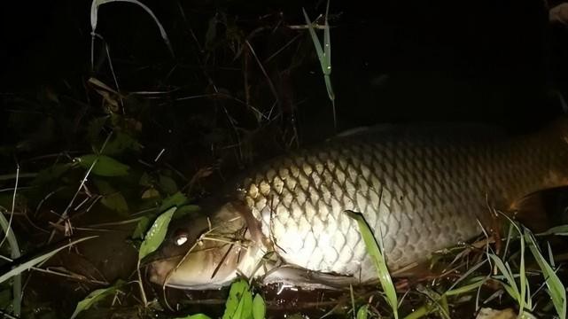 |“夜钓死鱼口，阎王在招手”，一热爱钓鱼的男子因此金盆洗手