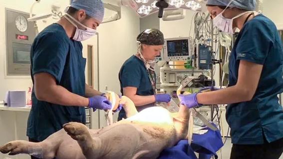 死而复生的技术有了新进展，死猪变活，是器官移植还是复活技术？