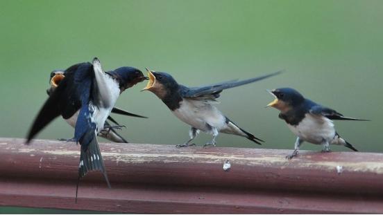 雨燕的一生基本都在飞行，为什么都说它落地了就相当于去送死？