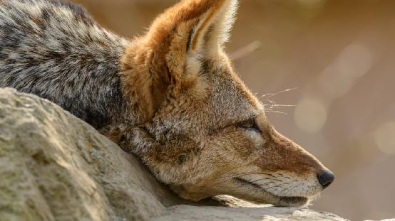 世界5g大会|老搜狐发新财报：尚能饭否？