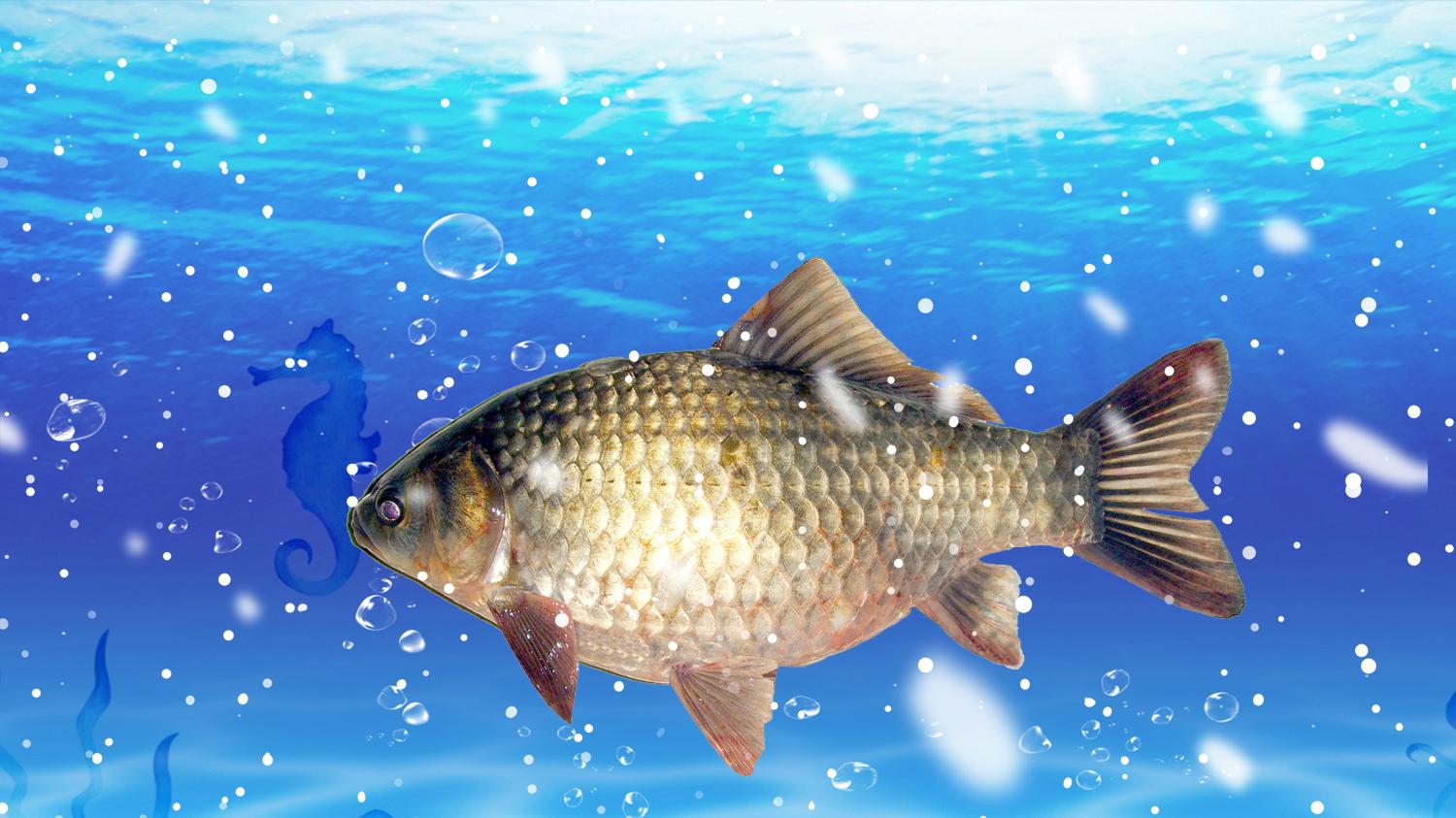 鲫鱼|天冷时如何钓鲫鱼？用什么鱼饵？天冷时钓鲫鱼的4个技巧