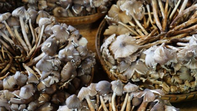 云南野生菌交易市场菌子满目琳琅 目击游客赞叹名不虚传