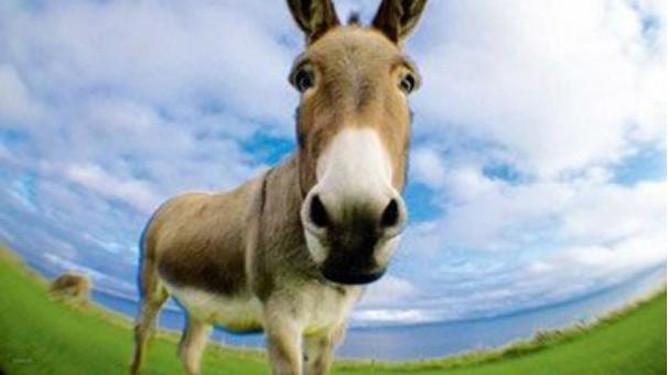 其实驴子的战斗力超强，狼都不是对手