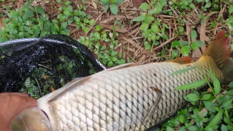 饵料|夏季野钓，弄明白这几点，你就是大鱼“克星”，连竿爆护很简单