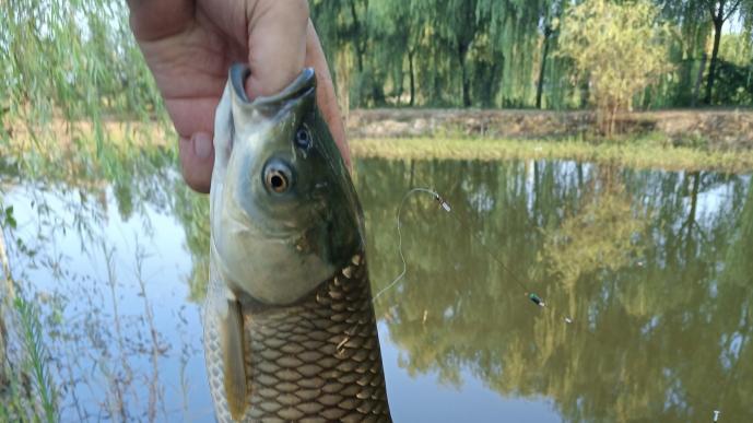 |鱼竿到底怎么选？贵的就好么？钓重大的就好么？什么鱼竿才是真好