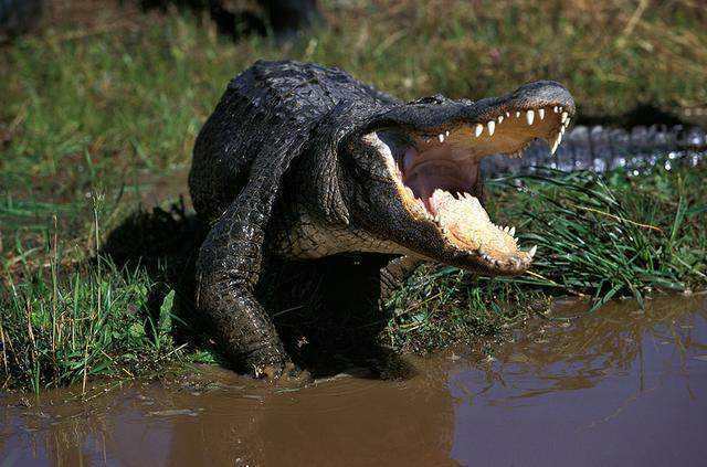 揭秘五种真实存在，即将“成精”的物种，第四种简直就是妖孽