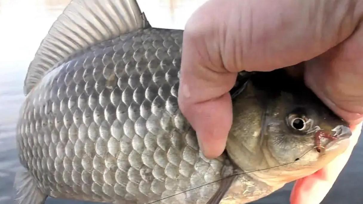 饵料|初春如何野钓浅水？中目标鱼不易，如何避免切线跑鱼？