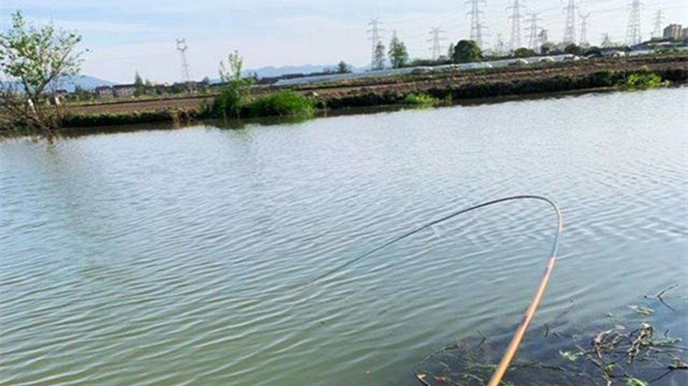 盛夏野钓，记住4个基本规律，想不爆护都难