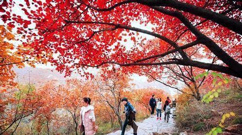 |秋色浪漫：黄昏下红叶美景