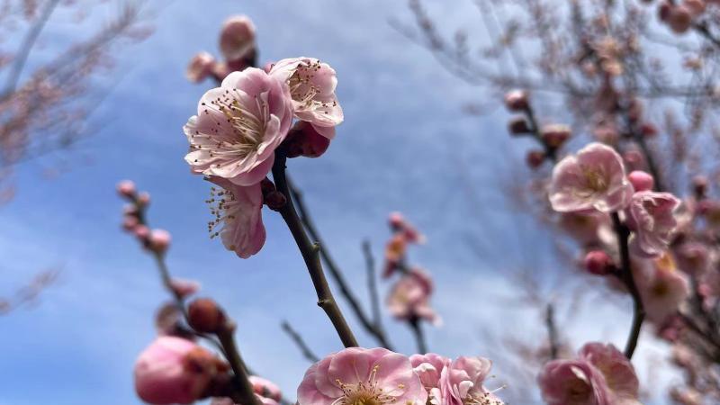 面试|为什么不建议在简历上撒谎？