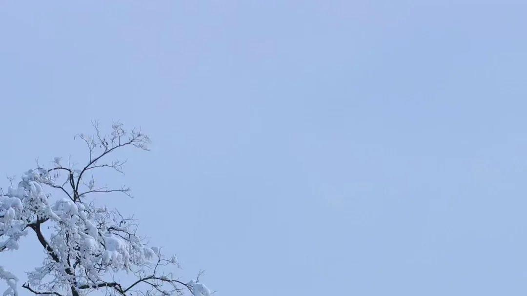 革命|雪色樱凌，拍于革命圣地铜川军台岭【摄影铜川林西振】