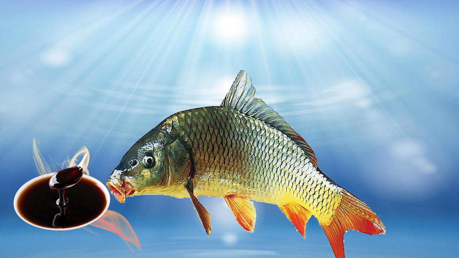 鲫鱼|鲫鱼吃味精？草鱼喝酸奶？鲤鱼爱吃糖？钓鱼用饵的顺口溜解析