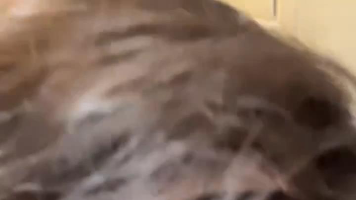 张柏芝|张柏芝公开3胎爱子正面照？和混血宝宝同框出镜，五官精致超帅气