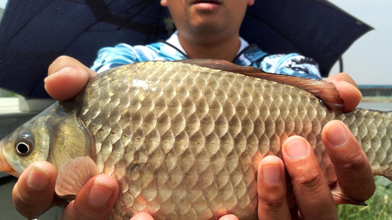 中秋钓大鲫鱼的5个用饵要点，全面改善鱼口