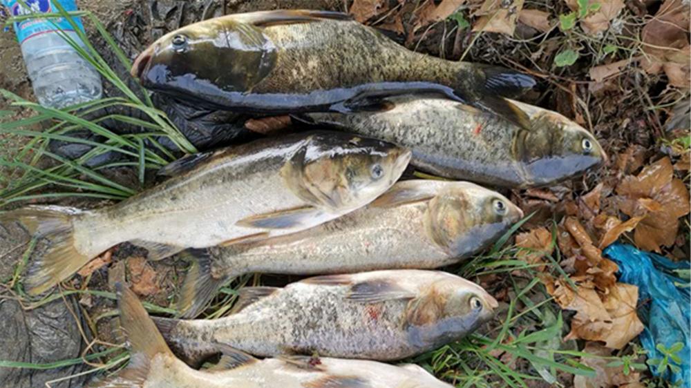 鲢鳙|手竿钓鲢鳙，核心技术只有一个，掌握了连竿不断