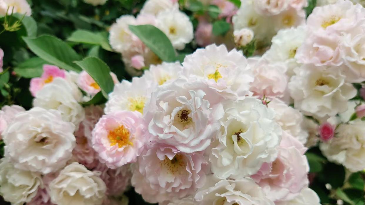 |直属领导和分管领导意见不一致时，应该听谁的？