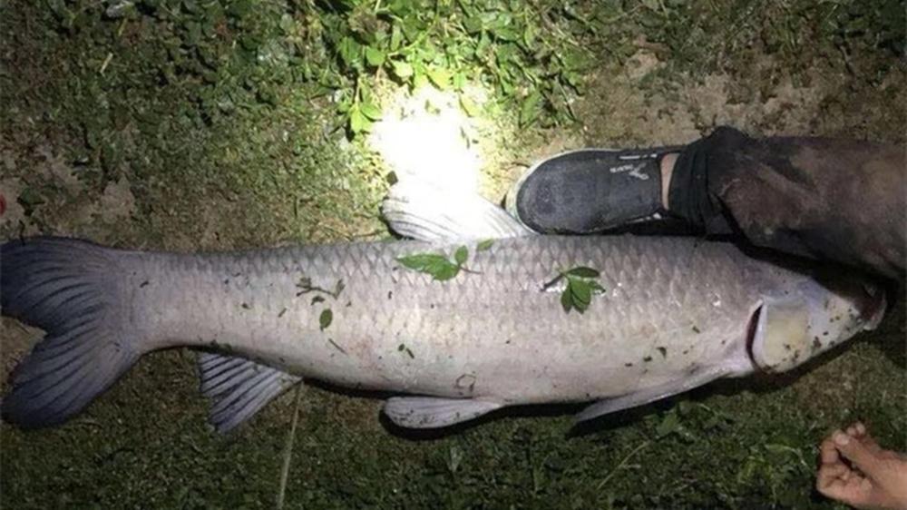 三伏天钓鱼，夜钓才是好选择，4个招数让你狂拉