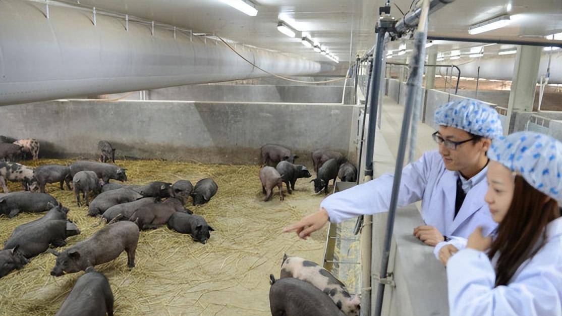 00后|“我找到工作了”，00后社恐女大学生进厂养猪，五险一金底薪4000