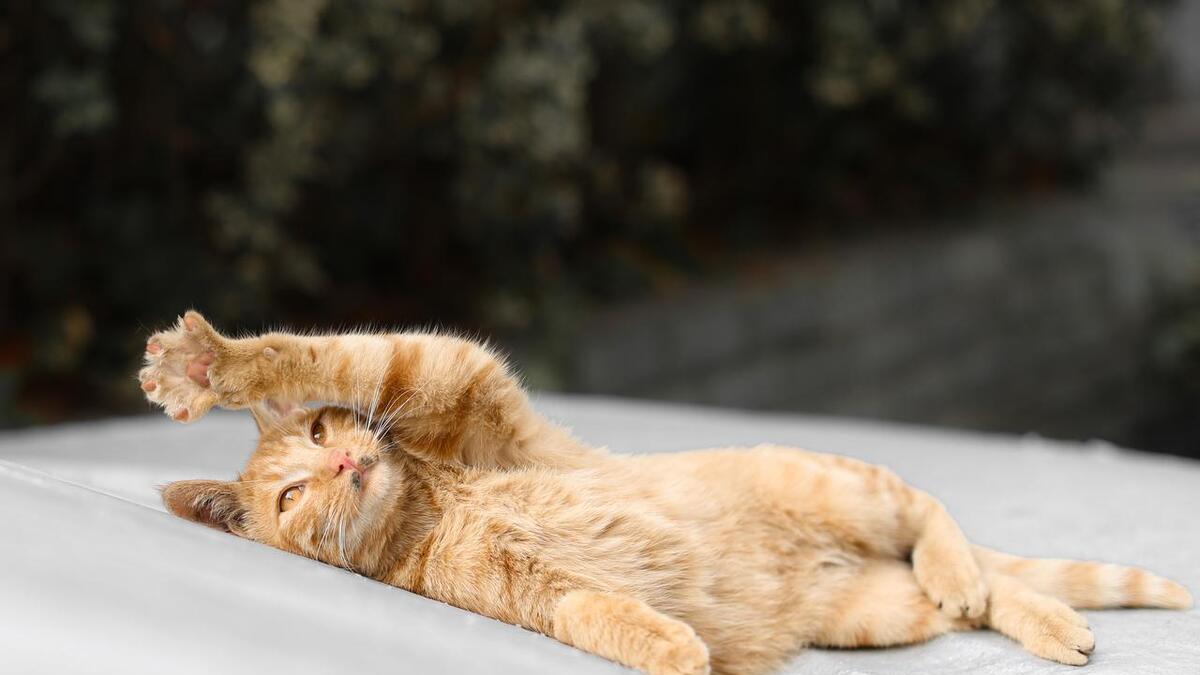 世界很奇怪，反应慢的会被玩死，能力差的会被闲死