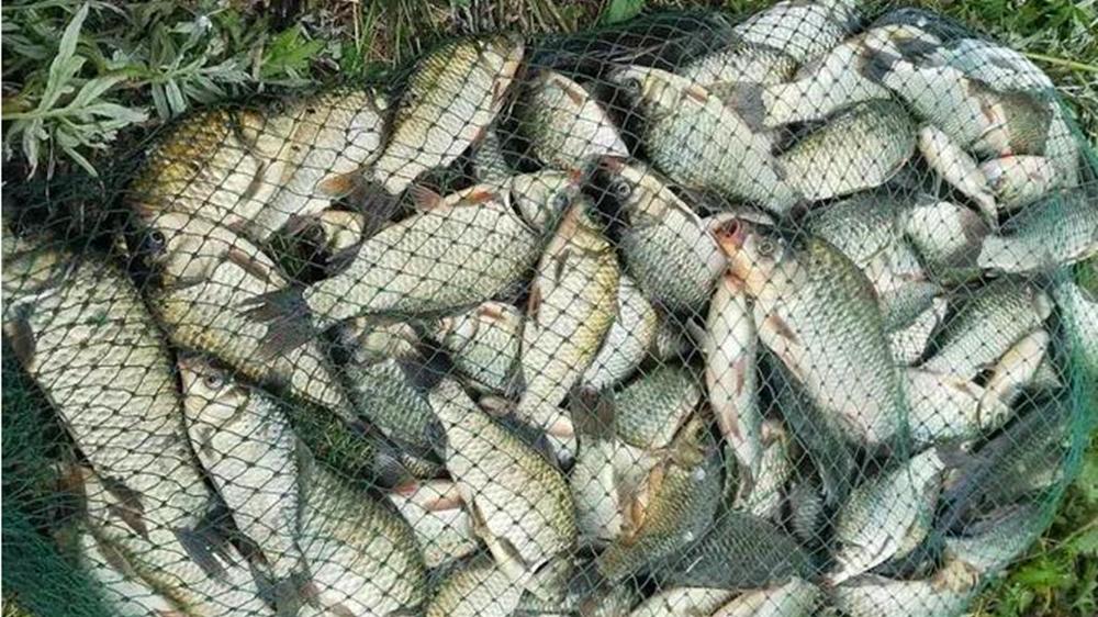 黑坑钓鲫鱼，记住3个连竿招数，不必“送温暖”，天天“盘”老板