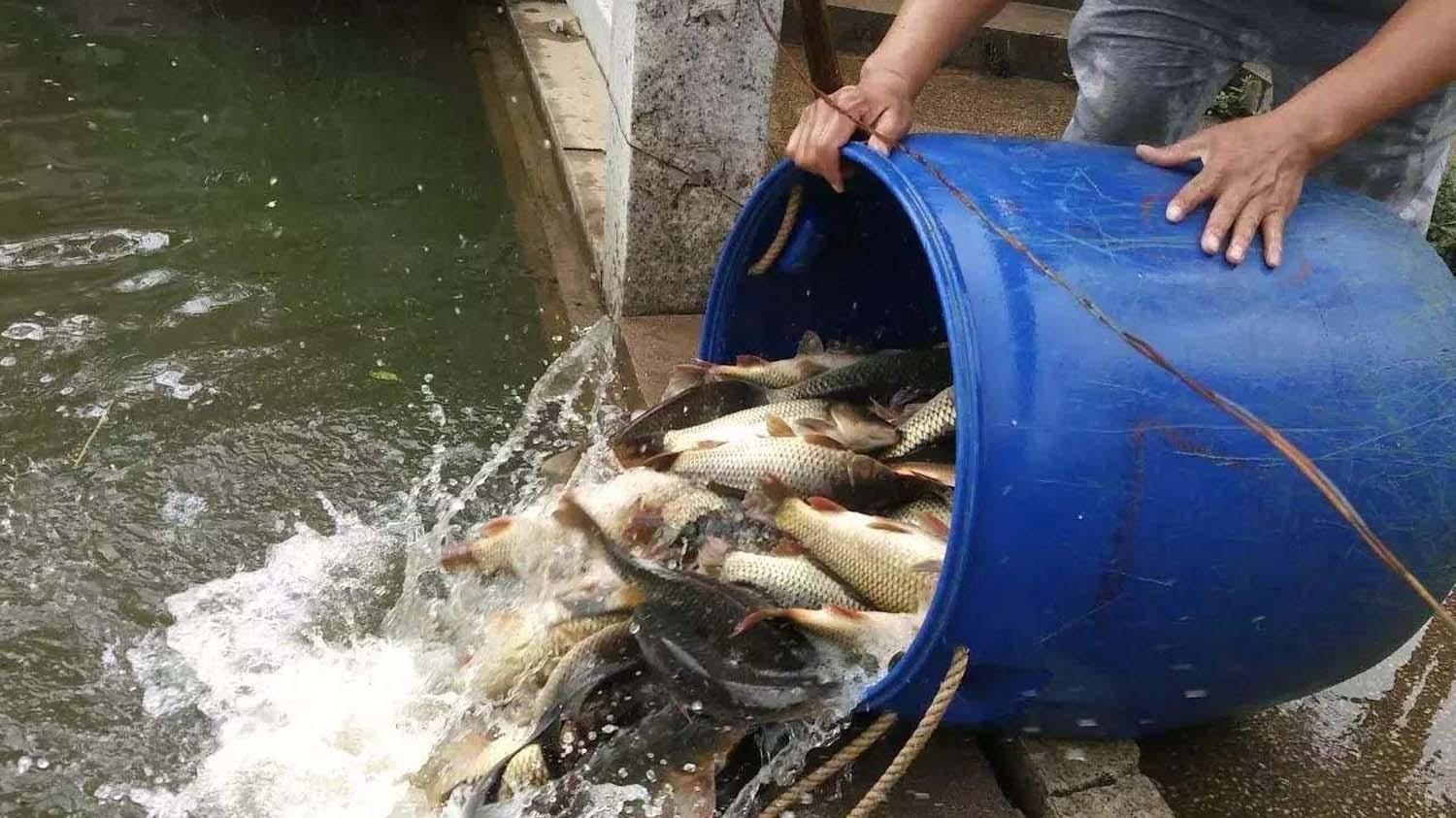 海钓|初夏夜钓黑坑鲤鱼的4个小诀窍，简单实用好上岸
