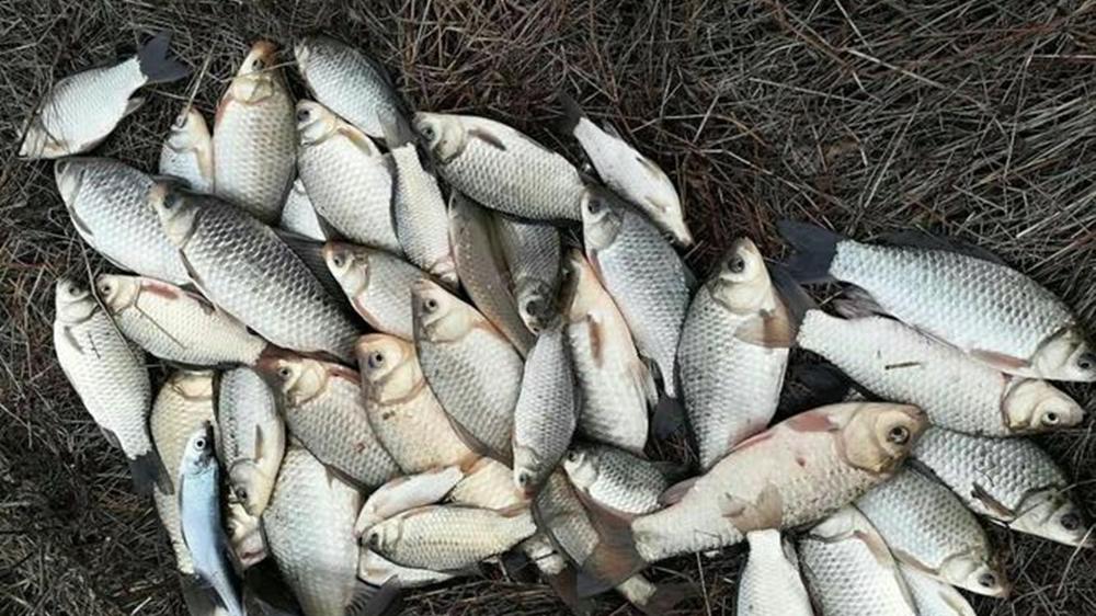 冬季野钓，打窝聚鱼4大要点，不发窝未必是天冷