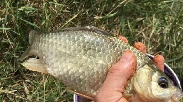 |垂钓鲫鱼的方式方法，看看有用吗