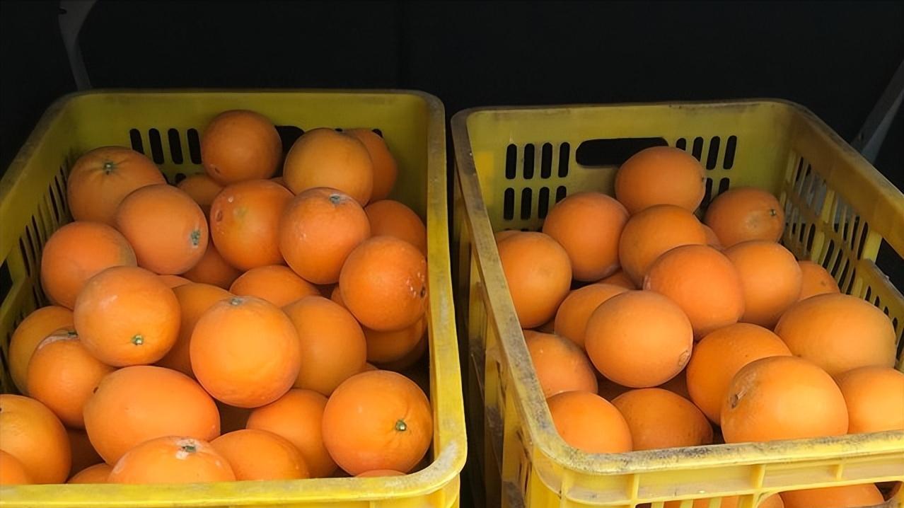 水果|同样是赣南脐橙，产地采摘4元1斤，卡车摊却10元4斤，啥原因？