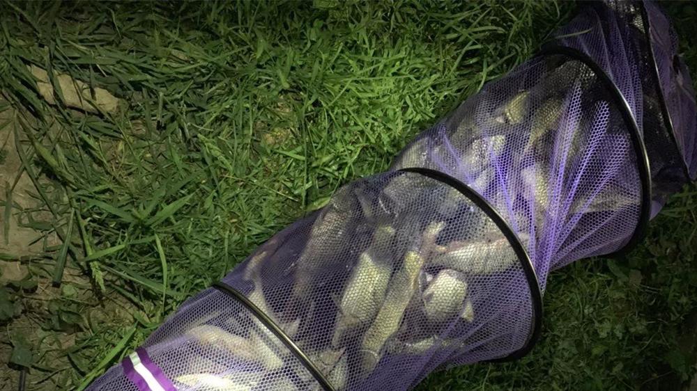 鲤鱼|夜钓鲤鱼，爆护秘诀有4个，用好了能狂拉