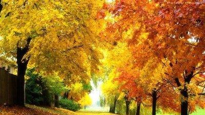 |秋风扫落叶，深秋的启迪之美