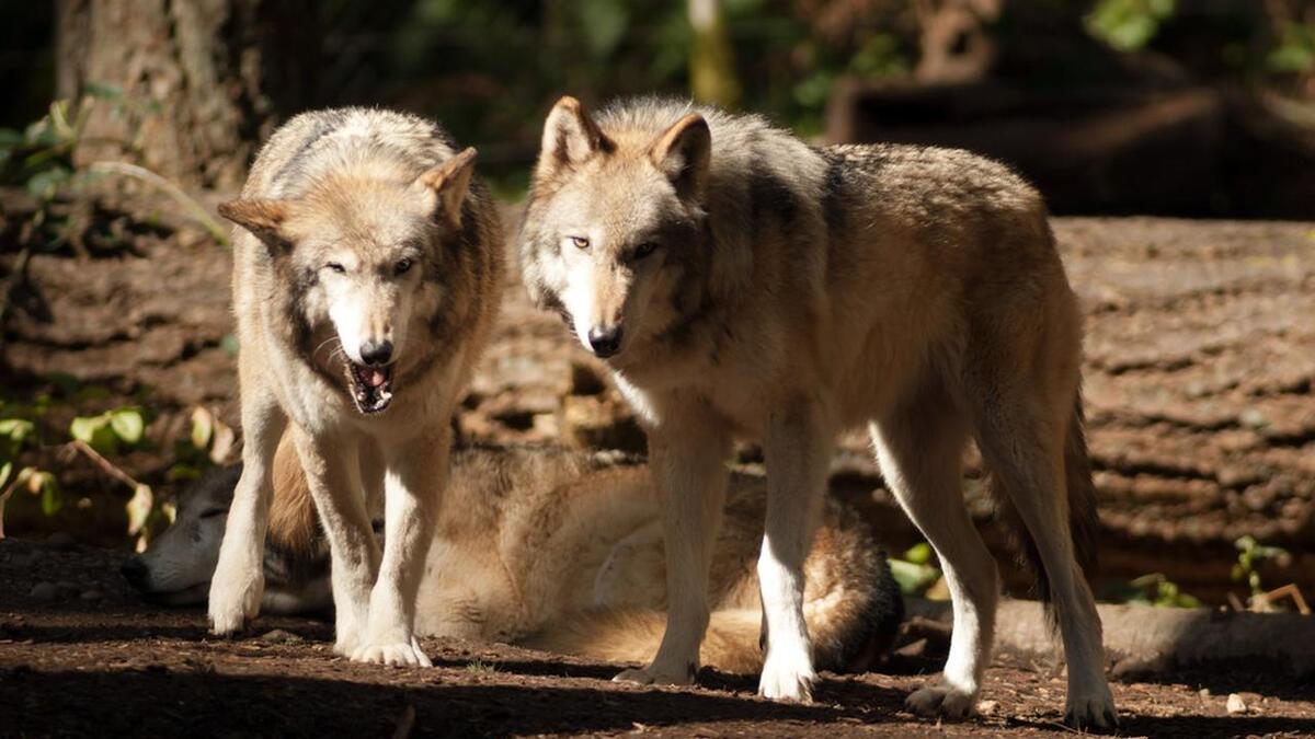 程序员|“狼”的哲学解读职场法制，学习成为能够理解职场政治智慧的野狼