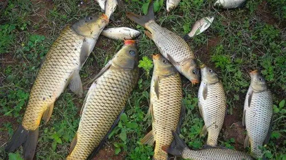 |夏季野钓，鱼口好的天气有7种，4种雨天、3种刮风天