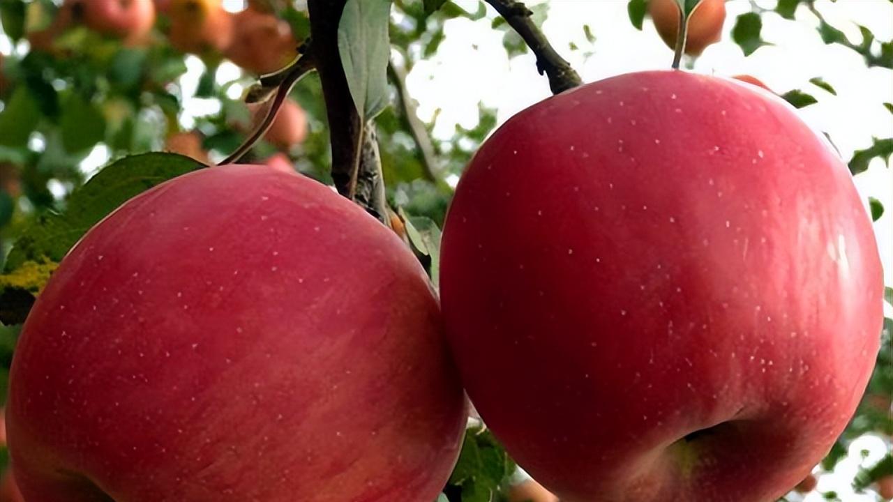 苹果|苹果在古代不叫“苹果”，古人取了个很唯美的名字，日本沿用至今