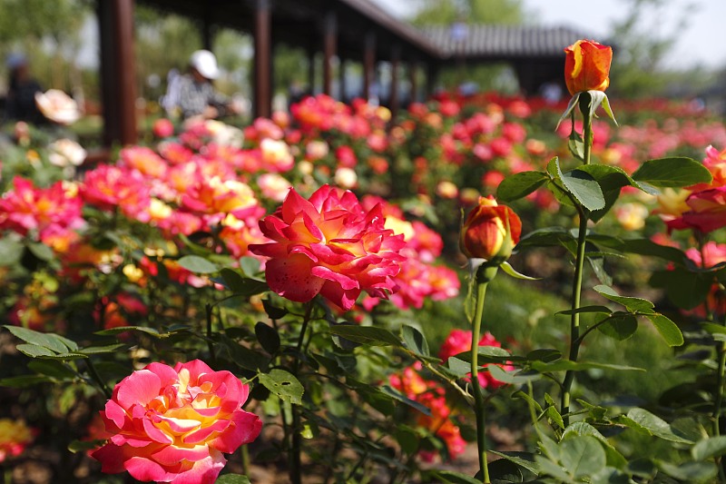 摩羯座|2月26号起，吉运进门，四方贵人庇佑，赚钱机会增多，幸福圆满的生肖