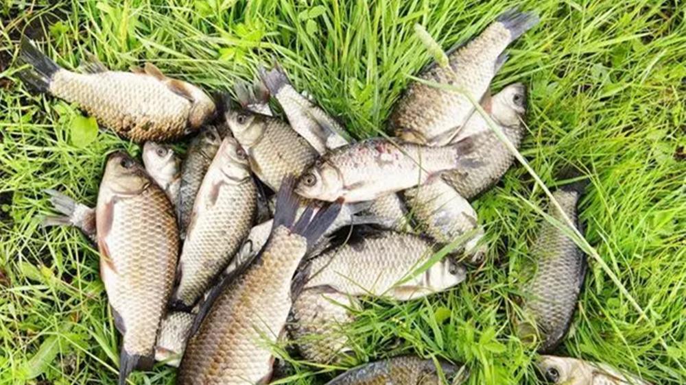 蜈蚣漂钓法详解：流传千年的钓鱼方法，效果不是盖的