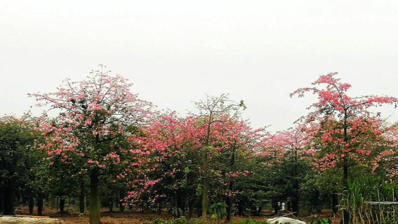 旅行|自驾游广州红粉佳人生态园，畅游风景，享受清凉