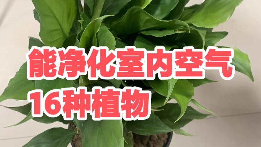 适合净化室内空气的植物主要有哪些？尤其是新房装修完即将搬家