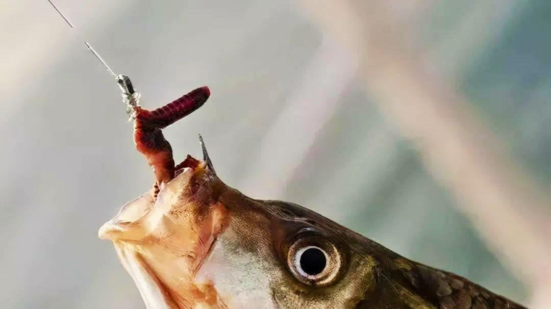 鲫鱼|钓鱼常用的虫饵有哪些？适钓哪些鱼种以及垂钓效果如何？