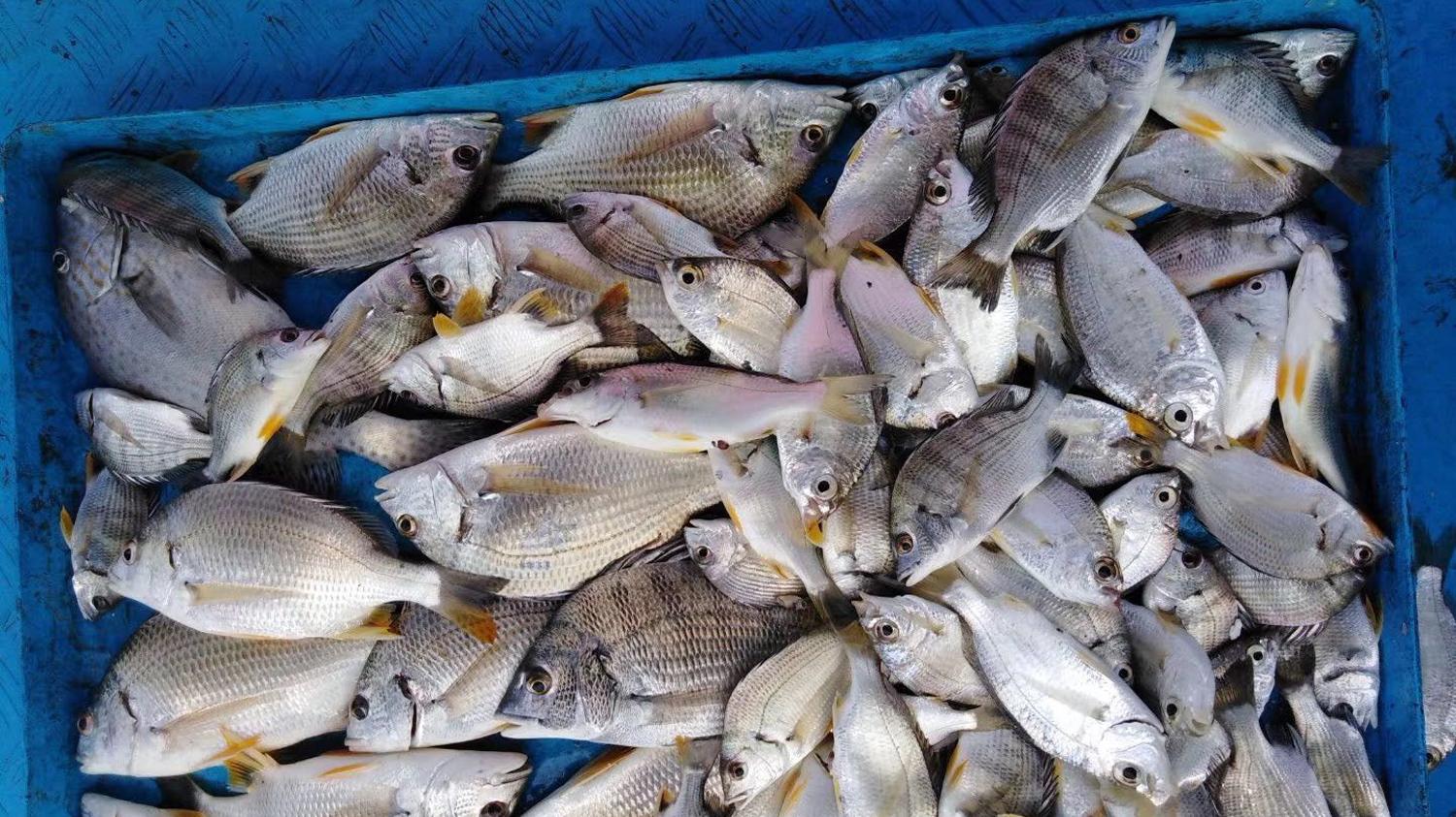 海钓|海钓时如何能钓到较多的鱼？海钓的4个关键点