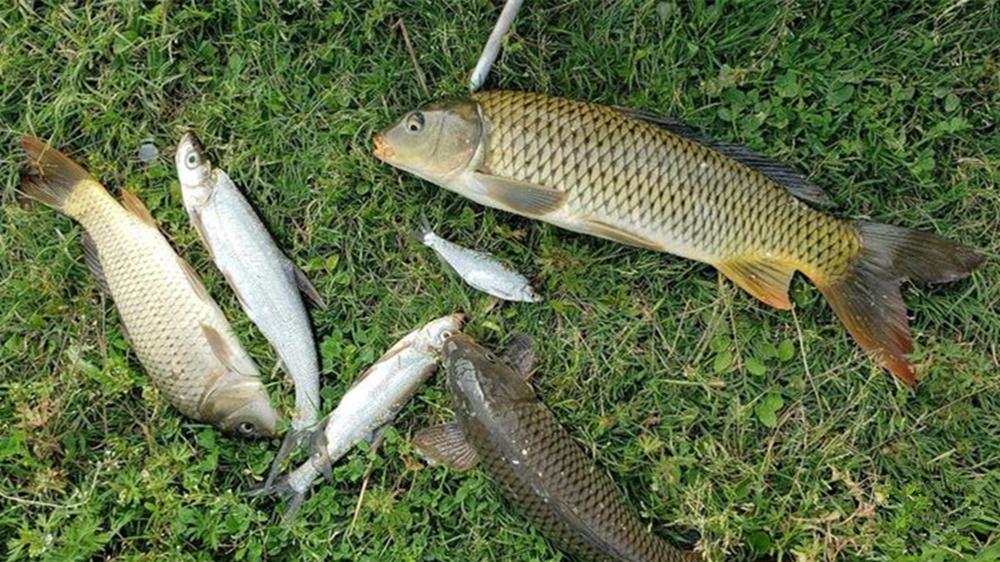 泡沫钓鱼的4种方法，使用假饵野钓，才是传统钓的绝招